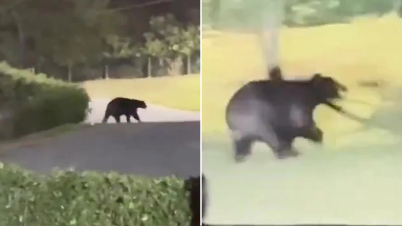 Moment terrifiant : un ours monstrueux envahit le jardin du vainqueur de la Premier League sous le regard choqué de sa famille
