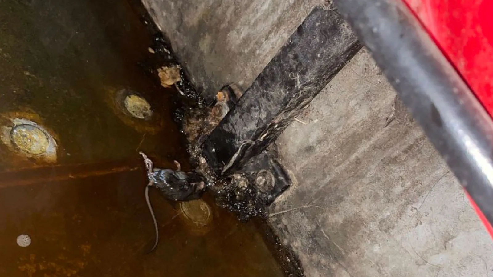 Un fan aperçoit DEAD RAT dans une flaque d’eau sous le siège d’Old Trafford alors que le stade en ruine de Man Utd atteint un nouveau plus bas