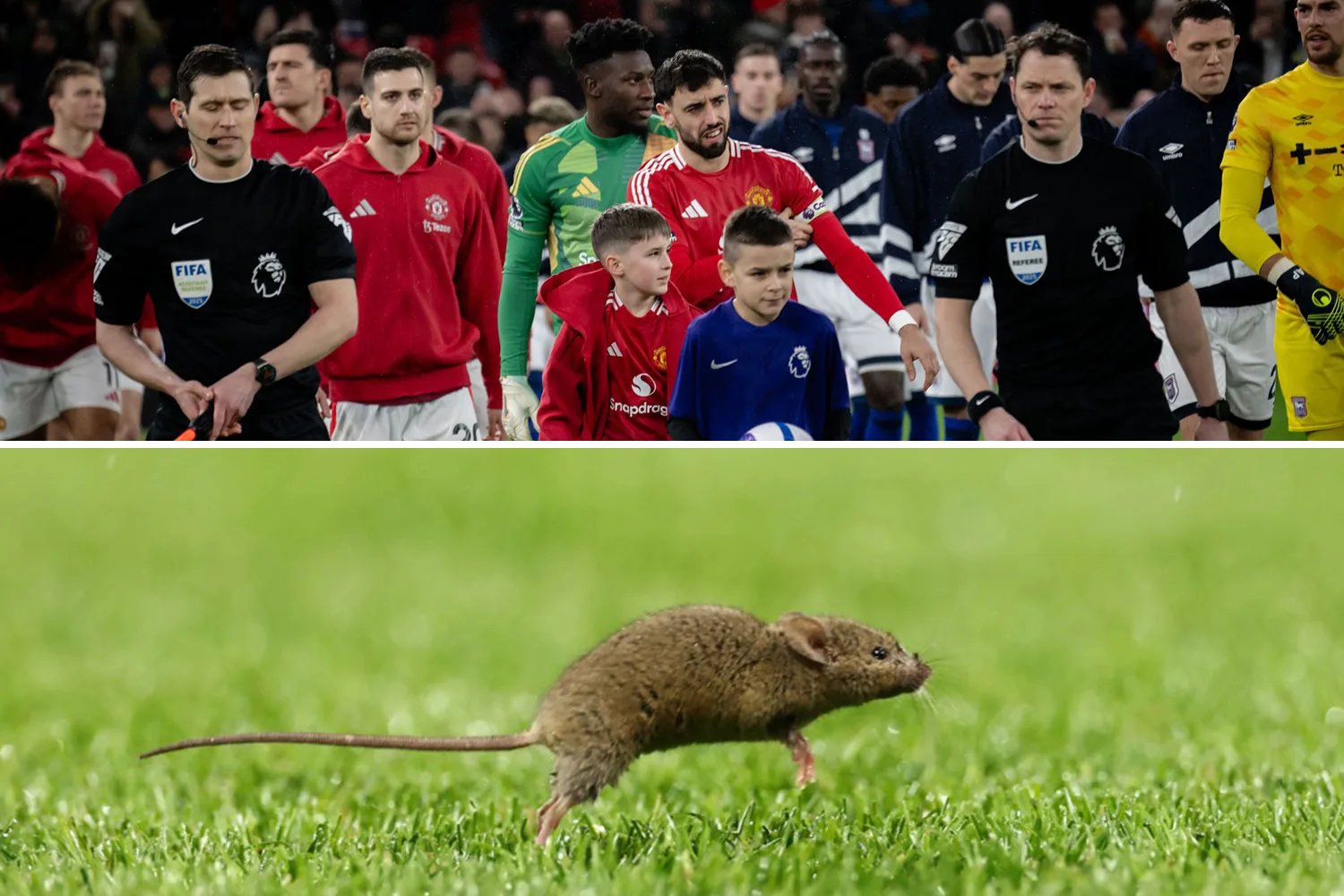 «  Lorsque vous coupez le service de lutte antiparasitaire  » – souris repérée sur le terrain d’Old Trafford avant Man Utd vs Ipswich